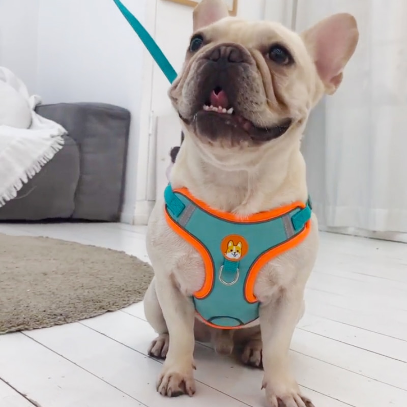 Odblaskowa uprząż dla psa z re – Running Gear Dog recenzja i cena
